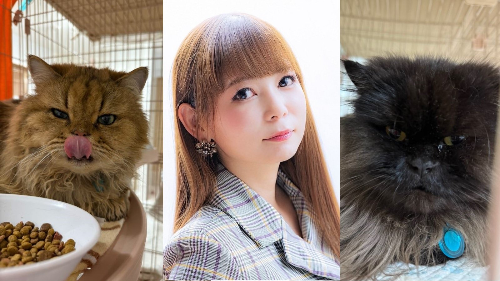 中川 翔子 猫 食べる