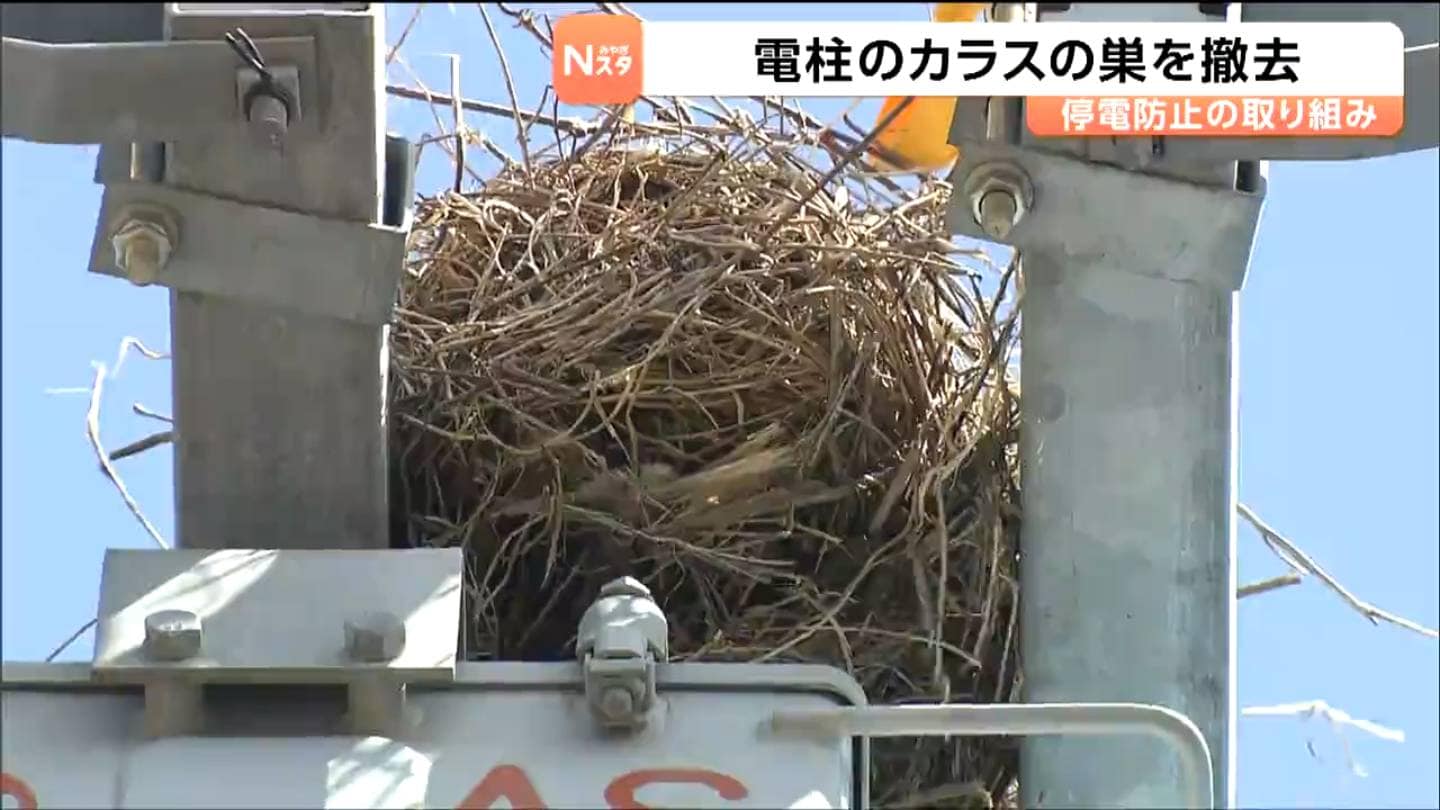 停電の原因となる電柱のカラスの巣を撤去 2026年は例年以上のペースで