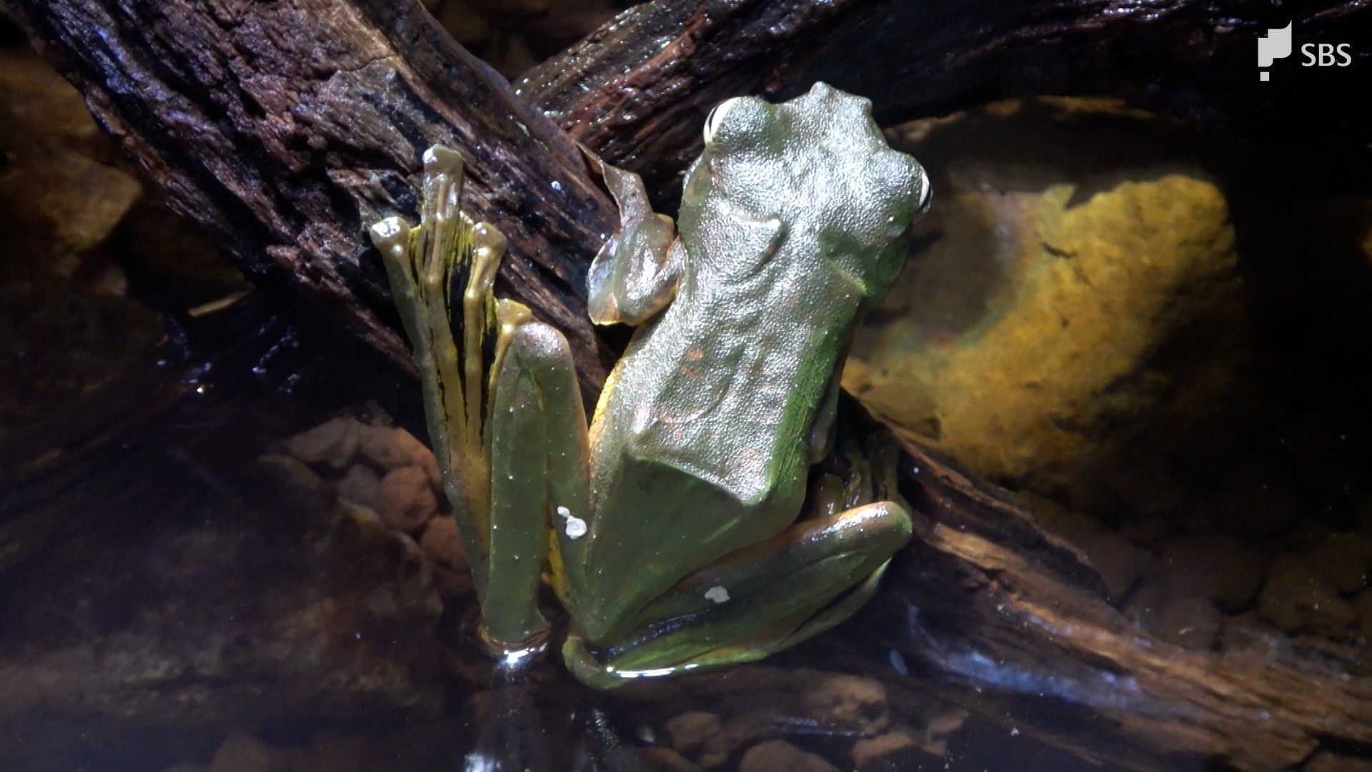 空飛ぶカエルがインドネシアからやってきた「飛ぶところをみてみたい