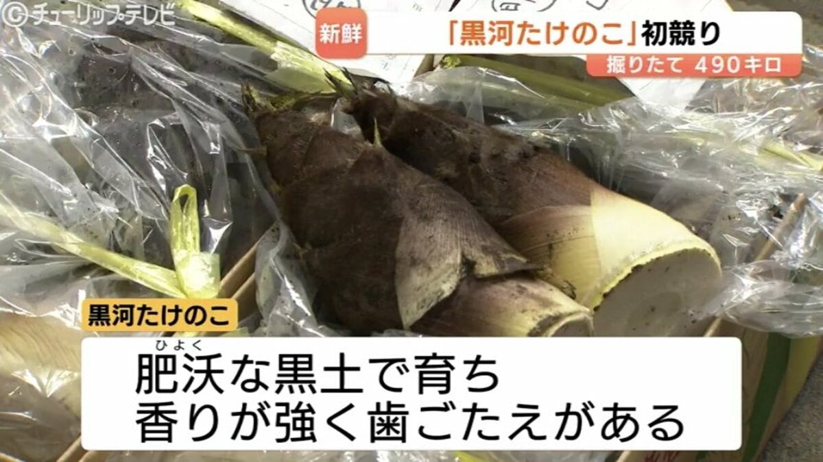 特産「黒河たけのこ」初競り！朝どれ490キロが並ぶ 香りと歯ごたえ抜群