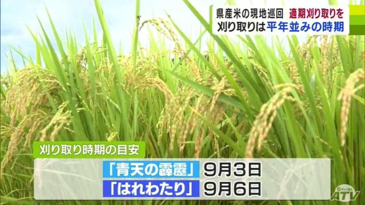 青森県産米の生育状況を確認 刈り取りできる状態となる目安は