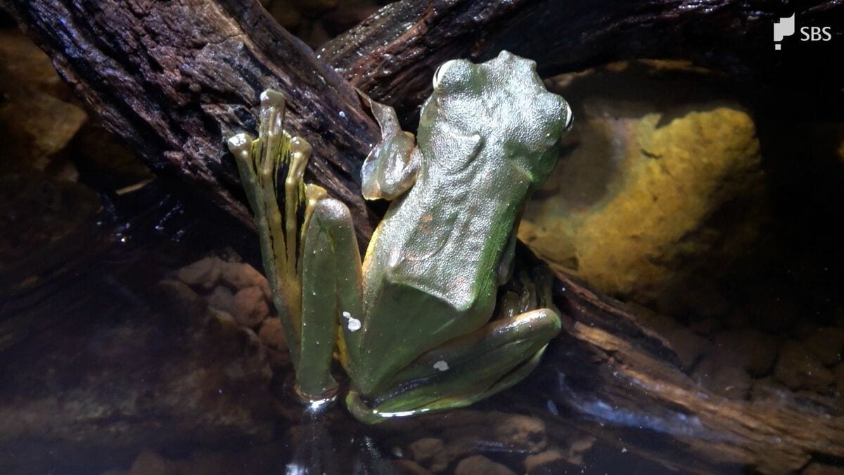 空飛ぶカエルがインドネシアからやってきた「飛ぶところをみてみたい