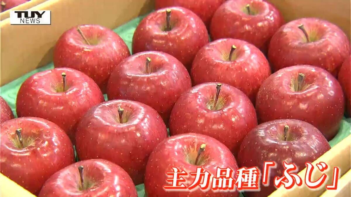 審査員が困るほどのリンゴが大集合 朝日町「無袋ふじ」品評会（山形