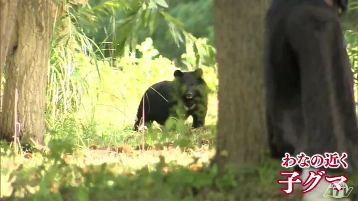 記者の目の前にクマが出没 食害被害のクリ農園で捕獲されたクマを取材