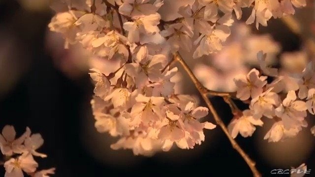 樹齢約350年 一足早く見頃迎えた｢サクラ｣ 絶景ライトアップで夜を彩る 岐阜･多治見市