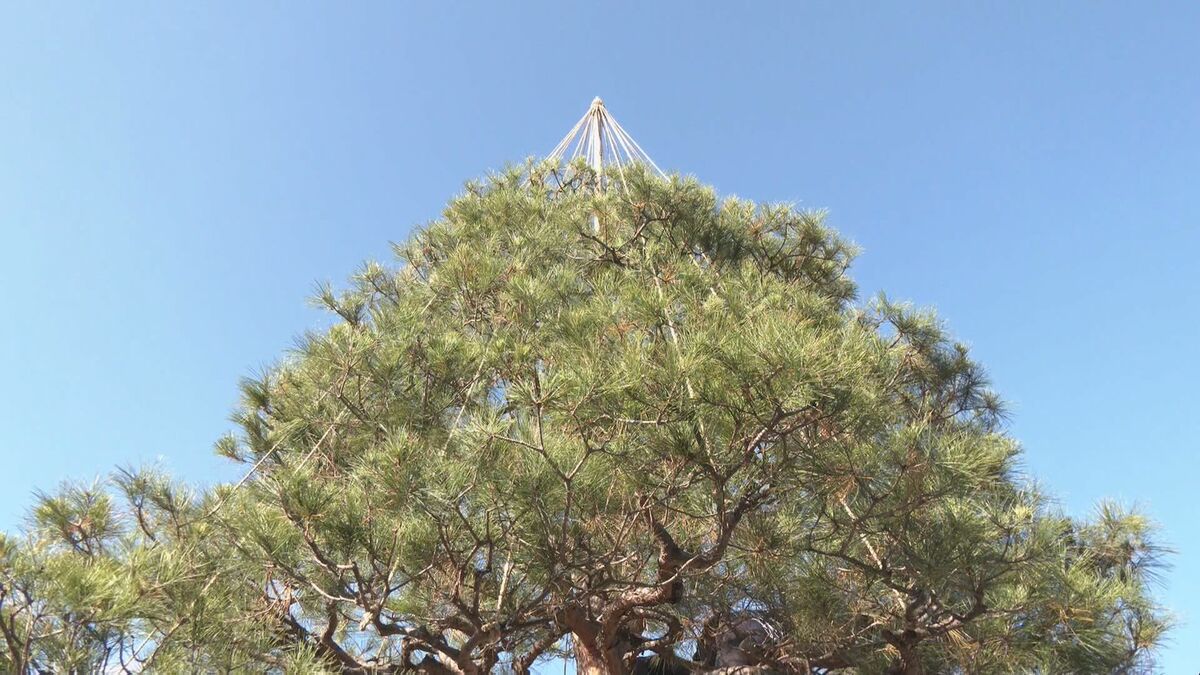 あす初雪の可能性も… 冬の風物詩｢雪吊り｣作業始まる 雪の重みで松の枝折れるのを防ぐため縄で固定 岐阜･高山市