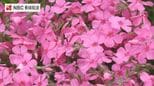 夫婦から甥へ受け継ぐ「地域を彩る」花園　対馬で芝桜が見ごろ|TBS NEWS DIG