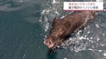 「昔はいなかった」被害続出　海渡る？イノシシ離島で増殖か　蹴り落とした石で道塞がる　ではクマは？　|　MRTニュース ｜ ＭＲＴ宮崎放送