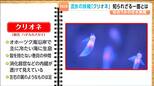 「流氷の妖精」は仮の姿?クリオネの正体とは|TBS NEWS DIG