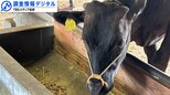 「牛のげっぷ」抑制で温室効果ガス削減目指す<シリーズSDGsの実践者たち>【調査情報デジタル】|TBS NEWS DIG