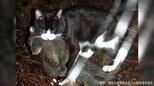 【猫の日】だからこそ考えたい「かわいいだけではないネコの側面」|TBS NEWS DIG