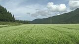 山麓に咲き誇るソバの花見ごろに 秋の気配漂う　|　石川県のニュース｜MRO北陸放送