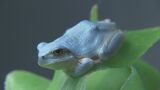 10万匹に1匹の“青いアマガエル” 黄緑色→突然変異で青色に? 稲刈り中の男性が発見 三重 伊勢シーパラダイス|TBS NEWS DIG