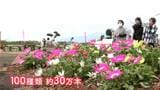 30万本の花が長島町を彩る「夢追い長島花フェスタ」あさって28日から開催 鹿児島|TBS NEWS DIG