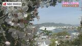 基地のある港を一望 公園を彩る桜【長崎サクラ点描】 佐世保市 干尽公園 | 長崎のニュース | 天気 | NBC長崎放送
