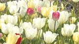早咲きチューリップ2万本が見ごろ　画家モネの水彩画の“透明感”を花で演出「1年に1回しか見られない、春にふさわしい色」【北川村・モネの庭】|TBS NEWS DIG