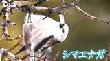 可愛らしい姿はまさに「雪の妖精」　北海道の野鳥「シマエナガ」の写真展（山形・寒河江市）　|　山形のニュース│TUYテレビユー山形