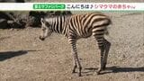 「ふわふわした毛を見て」生まれたばかりのシマウマ赤ちゃんが来園客に人気=静岡・富士サファリパーク|TBS NEWS DIG