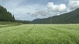 山麓に咲き誇るソバの花見ごろに 秋の気配漂う　|　石川県のニュース｜MRO北陸放送