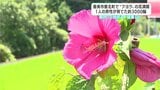 ふるさとに希望の花を　香美市香北町で“フヨウ”の花満開　高知県内では10地点で「猛暑日」|TBS NEWS DIG