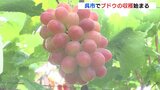 「ことしの出来は最高」ブドウの収穫始まる　朝採れを直売所で販売も　|　RCC NEWS | 広島ニュース | RCC中国放送