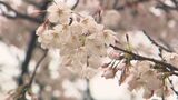 花散らしのまとまった雨 今春は平年の2倍の降水量 その理由は? 大分 | 大分のニュース|OBS NEWS|大分放送