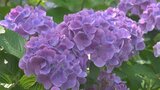 90種類3万株のアジサイが見ごろ ボランティアが手入れし遊歩道を彩る 山梨・南部町|TBS NEWS DIG