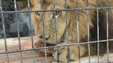 「動物たちが生き生きとしている様子を」休園中の動物園がYouTubeチャンネル開設 甲府市 | 山梨のニュース | UTYテレビ山梨