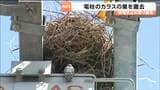停電の原因となる電柱のカラスの巣を撤去　2026年は例年以上のペースで発見　仙台　|　宮城のニュース│tbc NEWS│tbc東北放送