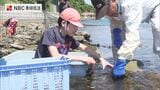閉校する長崎県対馬市の小学生が養殖ひじきの刈り取り体験 | 長崎のニュース | 天気 | NBC長崎放送