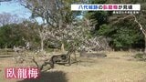 江戸の世から約400年…城跡に咲く『臥龍梅』今年も見頃　「枯れるのでは」心配受けるも2年前から回復　熊本・八代市　|　熊本のニュース｜RKK NEWS｜RKK熊本放送