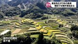 秋の景色広がる 黄金色に色づく高千穂町・尾戸の口棚田 コメの収穫作業進む|TBS NEWS DIG