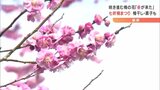 「春が来た！」七折梅まつり始まる 梅干し・菓子も販売 愛媛・砥部|TBS NEWS DIG
