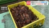 【函館】スルメイカ 過去最悪の不漁で「幻」に… 6月取扱量が465トン⇒2.8トンへ激減  当面は厳しい状況続く見込み|TBS NEWS DIG