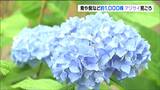 小牛田山神社の境内で約1000株 160種類のアジサイ咲き誇る 「心が安らいでとても良い」見ごろは7月中旬まで 宮城・美里町 | 宮城のニュース│tbc NEWS│tbc東北放送