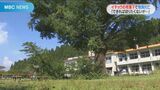 小学校のイチョウの枝が落下し校長死亡 地域のシンボル「できれば切りたくないが」 | 鹿児島のニュース|MBC NEWS|南日本放送