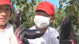 ナスは好き? 地元中央市特産のナスを好きになってもらう! 今が旬の秋ナスを小学生が収穫|TBS NEWS DIG