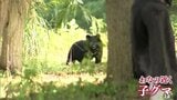 記者の目の前にクマが出没 食害被害のクリ農園で捕獲されたクマを取材中に……様子を見に来た子グマか 青森市 | 青森のニュース│ATV NEWS│青森テレビ