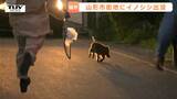 全然“猪突猛進”じゃない!?　人の間をするりするりとかわす小柄なイノシシ　かわいい姿に騙されないで、それは害獣です（山形）　|　山形のニュース│TUYテレビユー山形