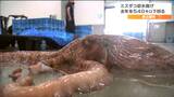 「大幅に少ない」特産のミズダコ 去年より540キロ少ない160キロの初水揚げ「海水温が高いのが影響か」宮城・南三陸町|TBS NEWS DIG
