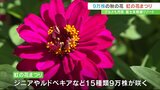 9万株の秋の花々が訪れる人たちを魅了 山梨・富士本栖湖リゾート「虹の花まつり」 | 山梨のニュース | UTYテレビ山梨