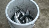「50匹は釣っている」根室港岸壁でサンマが大漁！異例の「入れ食い」に釣り人殺到　背景には「冷たい海流」と専門家は分析|TBS NEWS DIG