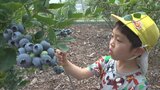 「ジャムにしてパンにかけて食べたい」　北杜市の保育園児がブルーベリーの摘み取り体験|TBS NEWS DIG