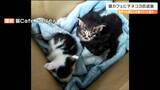 「助けてあげて下さい」ネコカフェに“子猫”置き去り「保護してほしい」と思ってもこれって犯罪?自治体に聞いてみると・・・|TBS NEWS DIG