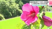 ふるさとに希望の花を 香美市香北町で“フヨウ”の花満開 高知県内では10地点で「猛暑日」 | 高知のニュース・天気|KUTV NEWS | KUTVテレビ高知