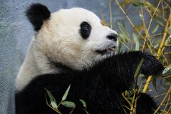 中国が米国にパンダ2頭貸与へ－5月の首脳会談前に友好示す| TBS CROSS DIG with Bloomberg