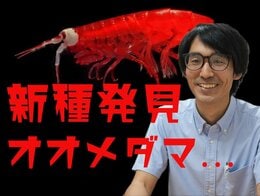 水深1200mに“大きな白い眼” 新種「オオメダマヨコエビ」発見の裏側…「名前がないと絶滅すら分からない」33歳研究者が「深海の小さな生き物」を追う理由|TBS NEWS DIG