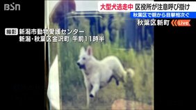 「早く捕まって…」新潟市秋葉区で大型犬逃走中　いまだ捕まらず　飼い主は不明  集団下校する児童も|TBS NEWS DIG