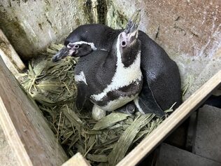 地震で避難中のペンギンに赤ちゃん!ファミリーパークのペンギン合わせて4羽に 富山 | 富山のニュース|天気・防災|チューリップテレビ