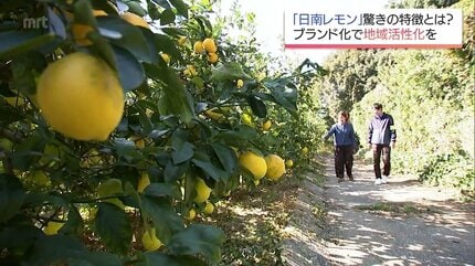 皮の苦味少なくジューシー 「食べられるレモン」日南レモンに熱い視線